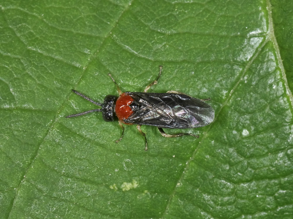 Eutomostethus ephippium?